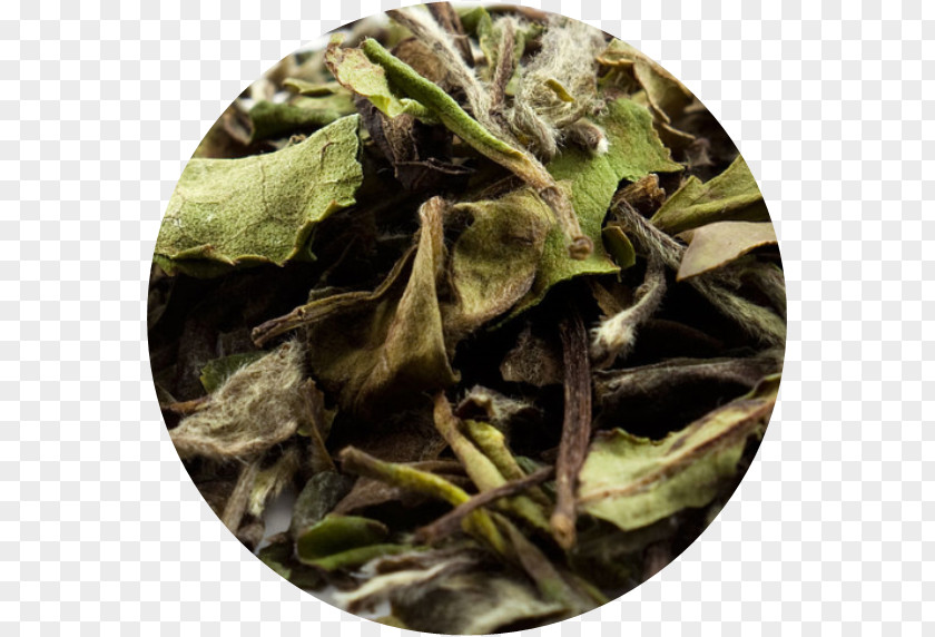 Tea Leaves White Bai Mudan Baihao Yinzhen Green PNG
