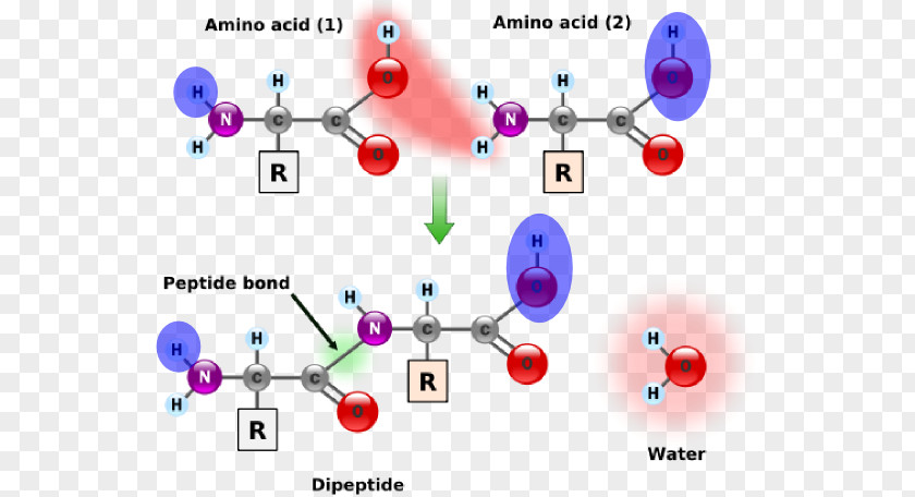 Within Broken Up Amino Acids And Proteins Peptide Bond PNG