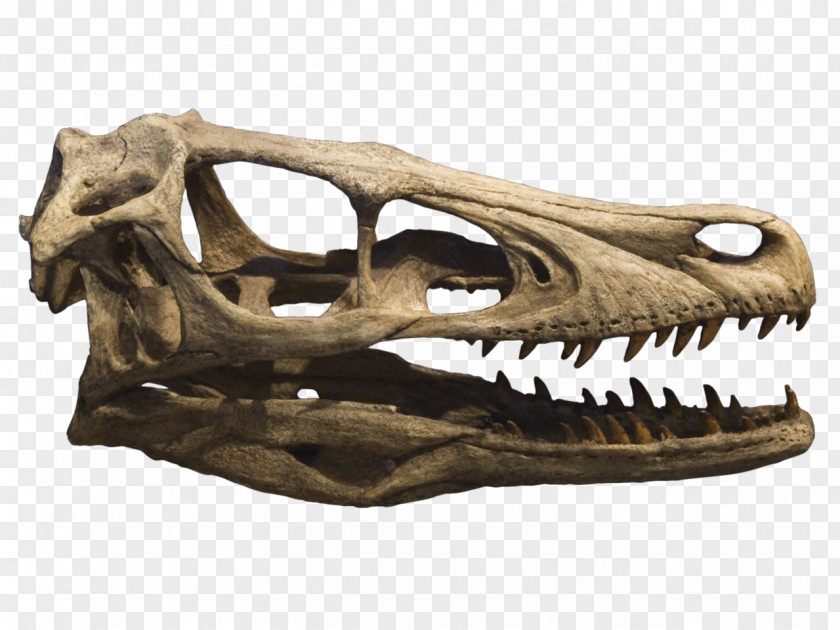 Crane Velociraptor Deinonychus Tyrannosaurus Achillobator Late Cretaceous PNG