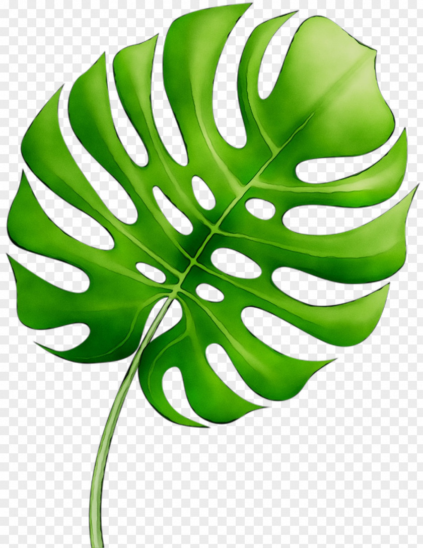 Leaf Plant Stem Green Flower Product Design PNG