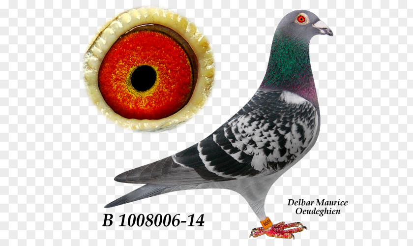 Pigeons 12 0 1 Beak PNG