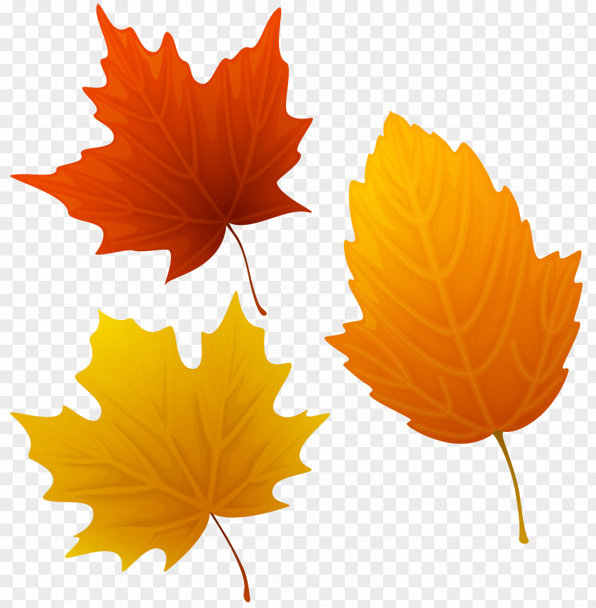 Set Of Autumn Leaves Clipart Image Millicent Wetherby Jazz Standard Clapton PNG