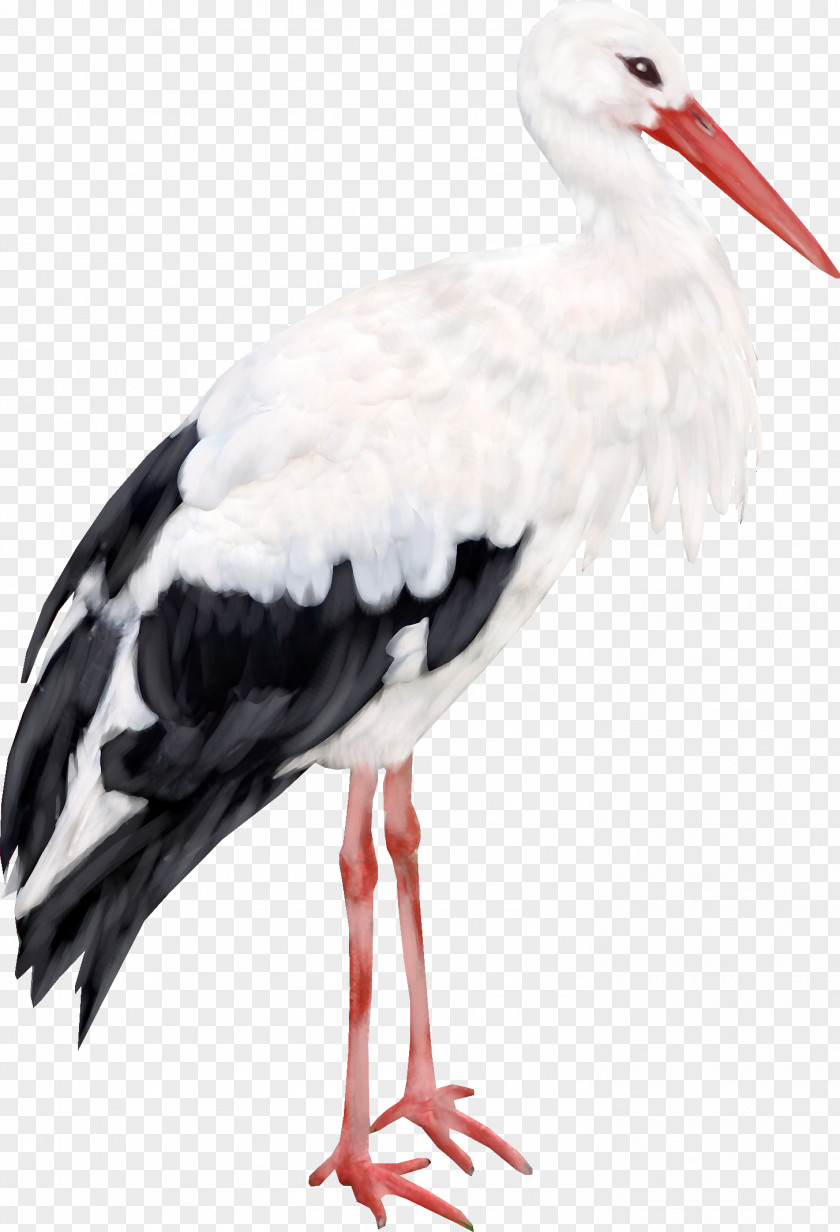 Stork Common Crane Computer File PNG
