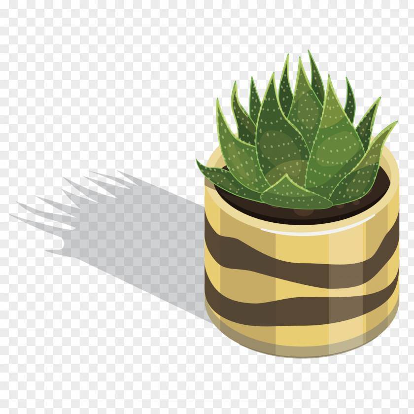 Vector Cactus PNG