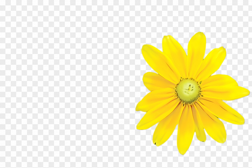 Wildflower Daisy PNG