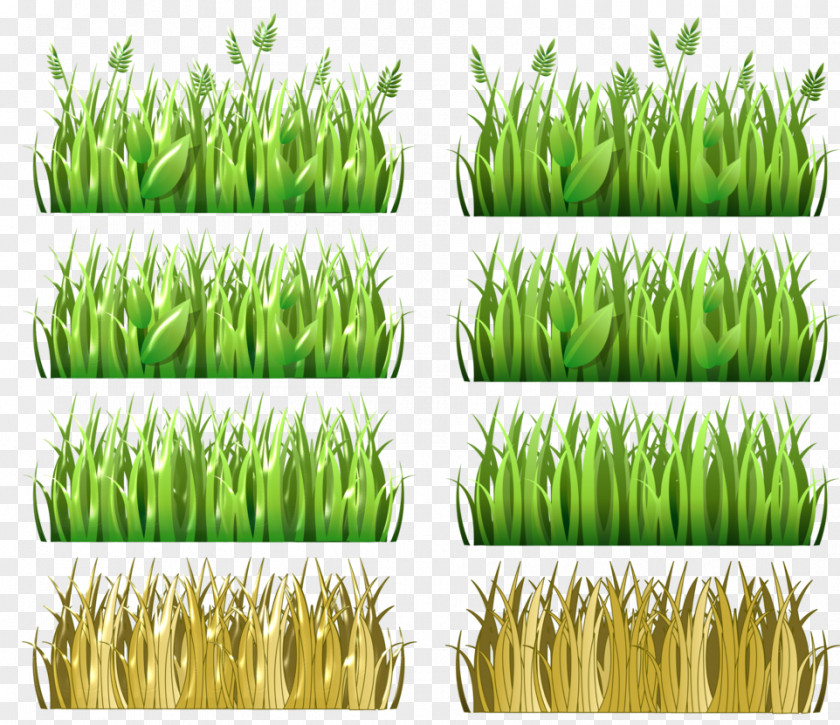 Meadows Clip Art Vetiver Image Pasto, Colombia PNG