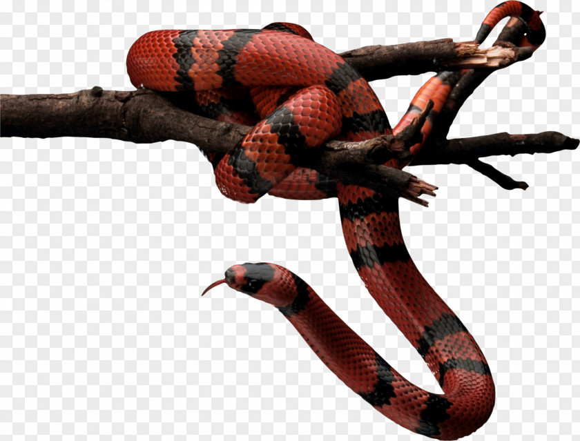 Red Snake Image Picture Download Free Reptile Animal PNG