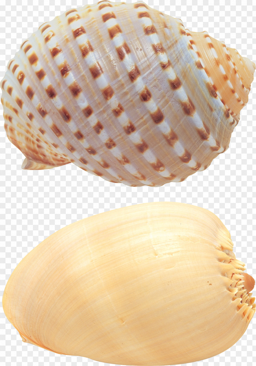 Seashell Seafood Cockle Plateau De Fruits Mer PNG
