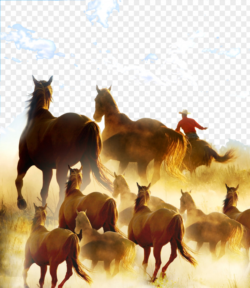 Wanma Pentium Stock Horse Cowboy Ranch Rodeo PNG