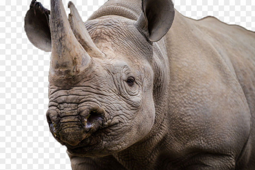 Wild Rhino Kruger National Park Black Rhinoceros White African PNG