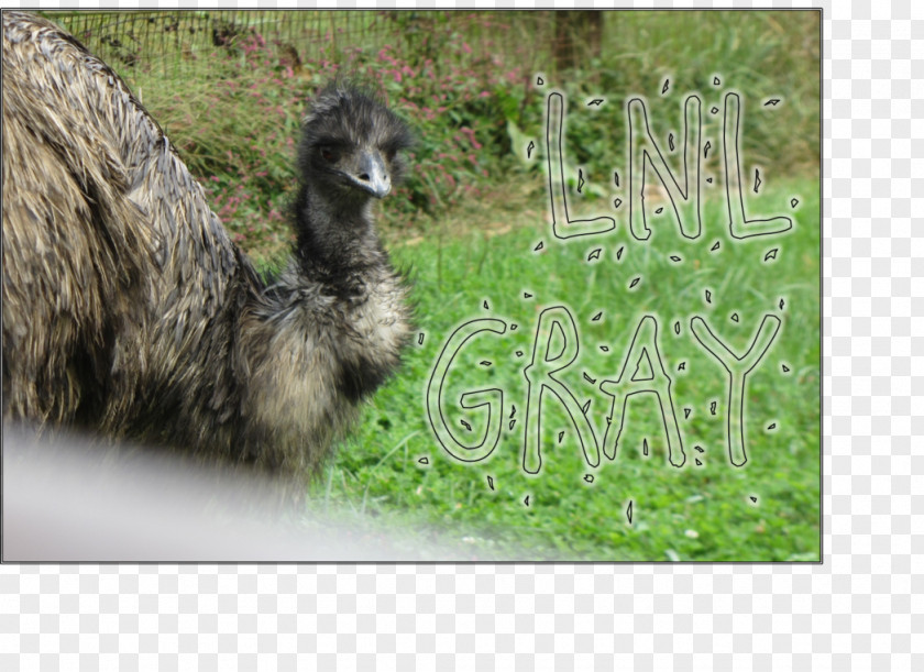 Emu Common Ostrich Llama Fauna Pasture PNG