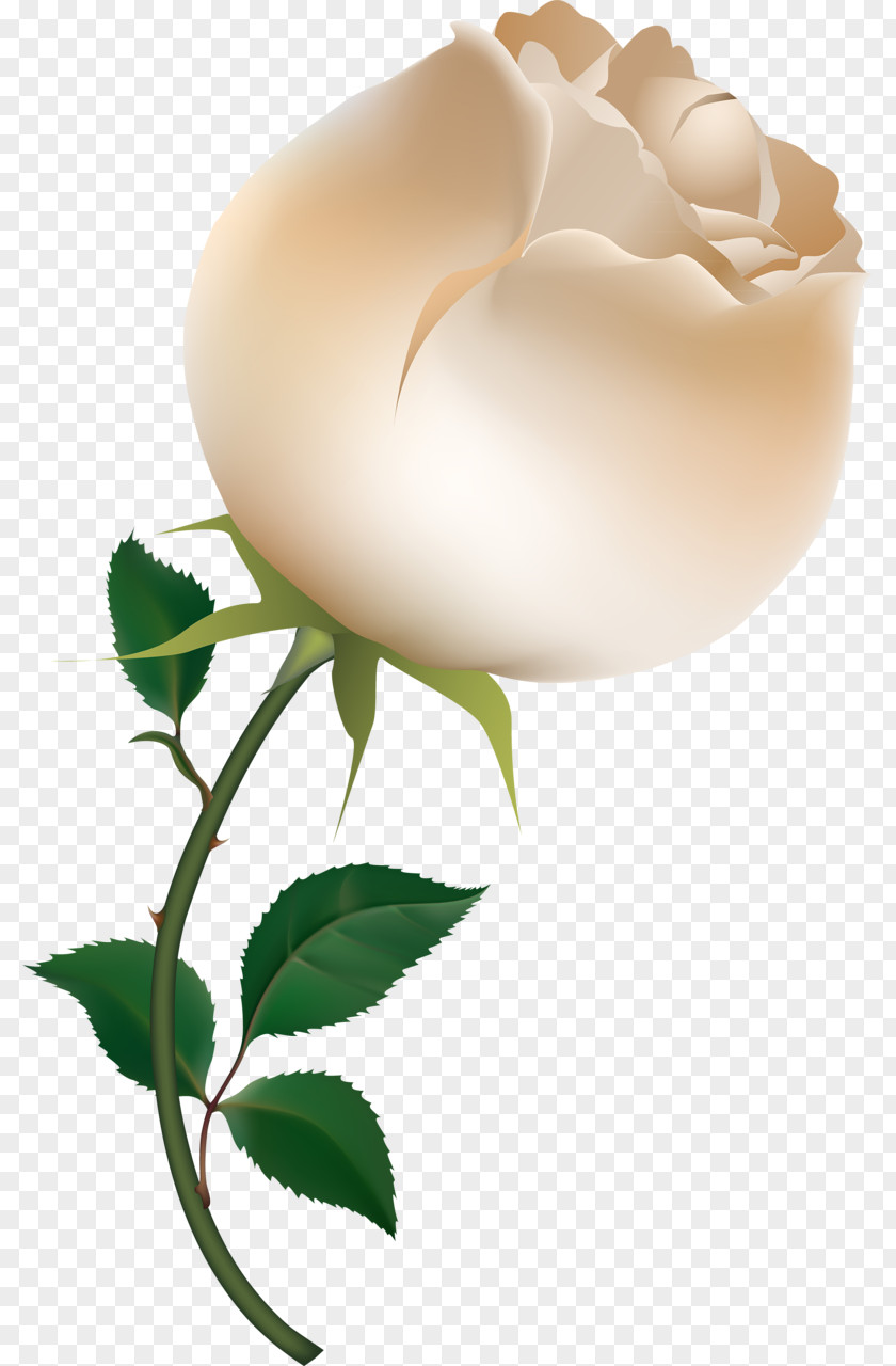 Free Cabbage Rose Clip Art PNG