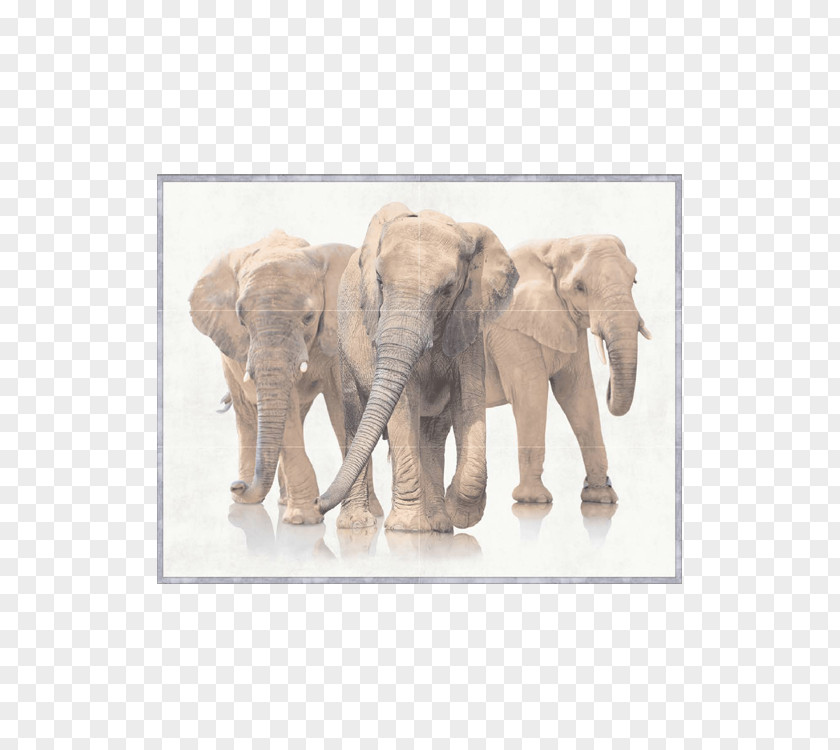 Posters Copywriter Floor African Bush Elephant Stock Photography Royalty-free PNG
