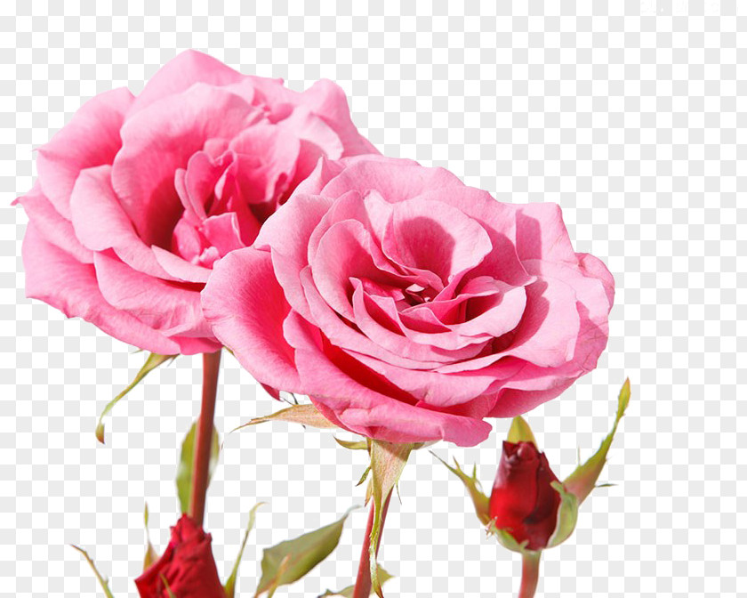 Rosa Wichuraiana Peony Pink Flower Cartoon PNG