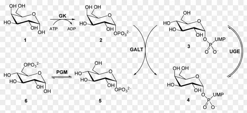Uridine Diphosphate Galactose Galactose-1-phosphate Uridylyltransferase Glycolysis Glucose 1-phosphate PNG