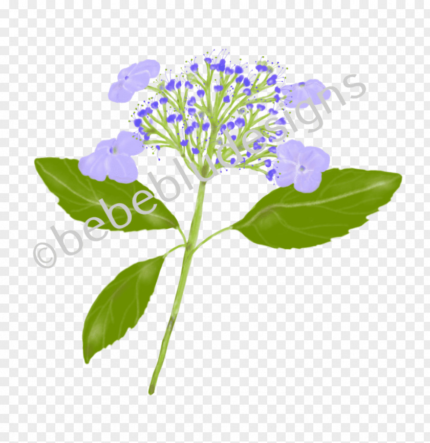 Bluebirds Poster Hydrangea Herbaceous Plant Stem Plants PNG