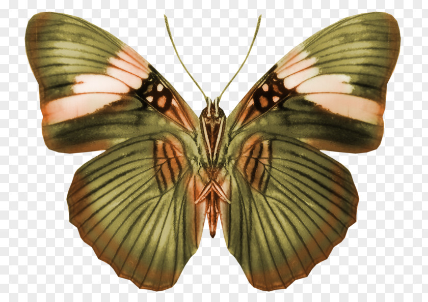 Butterfly Brush-footed Butterflies Pieridae Centerblog Silkworm PNG