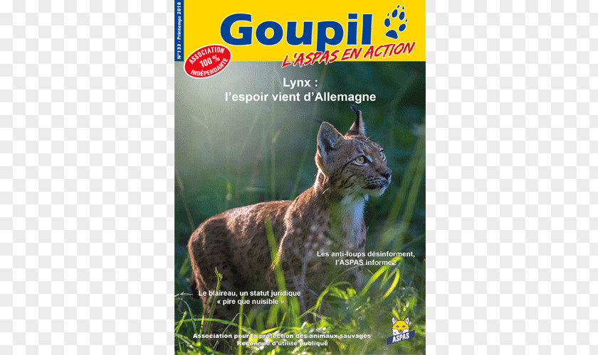 Cat Bobcat Whiskers Ecosystem Fauna PNG