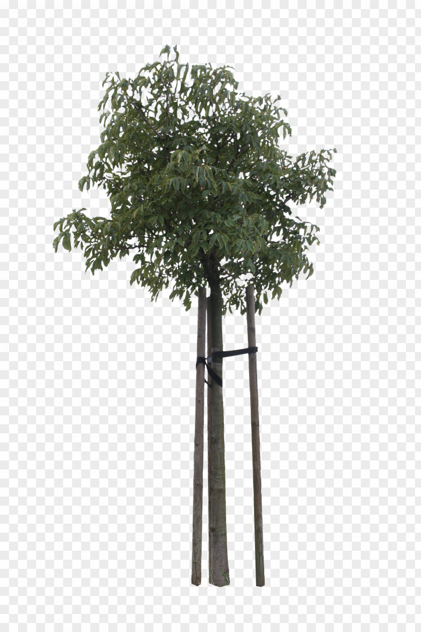 Cut Tree Flowerpot PNG