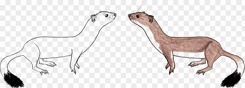 Illustration Drawing Stoat Mammal Sketch PNG