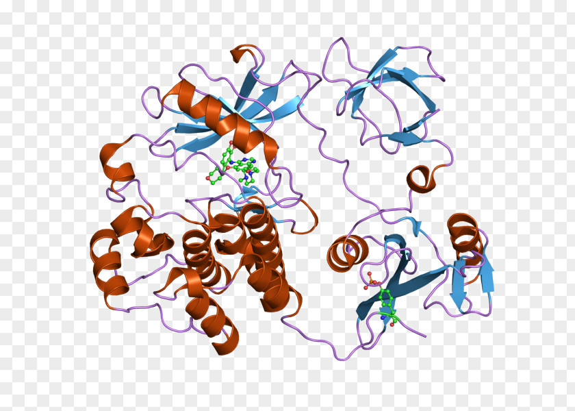 Proto-oncogene Tyrosine-protein Kinase Src Tyrosine PNG
