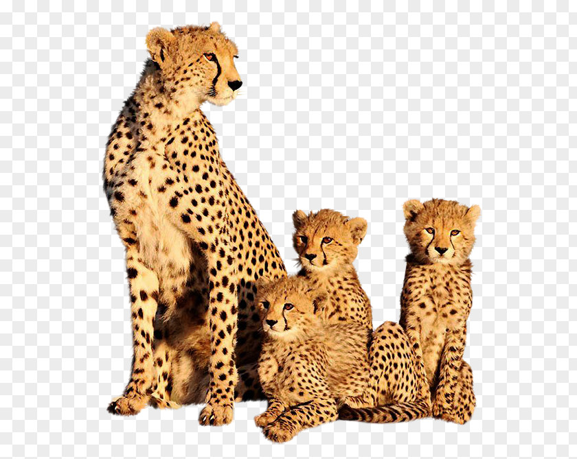 A Leopard Cheetah Film Animal YouTube PNG