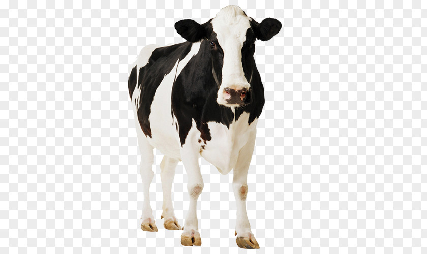 Bull Pasture Cow Background PNG