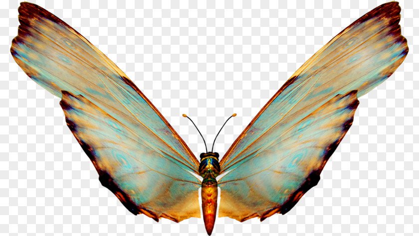 Butterfly Adobe Photoshop Psd Clip Art PNG