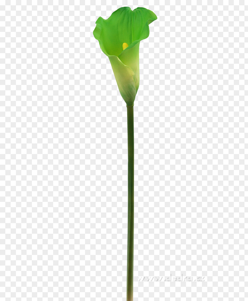 Calla HTTP Cookie Web Page Petal Leaf PNG
