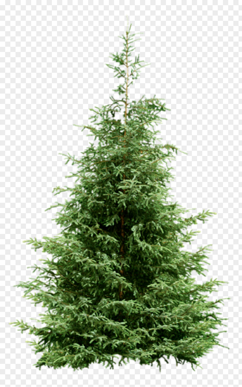 Christmas Tree Nordmann Fir Spruce Pine PNG