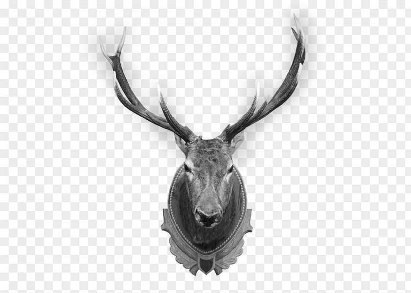 Deer Elk Trophy Hunting Antler PNG