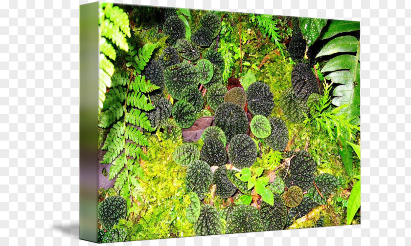 Forest Floor Moss Biome Aquariums Vegetation Aquatic Plants PNG