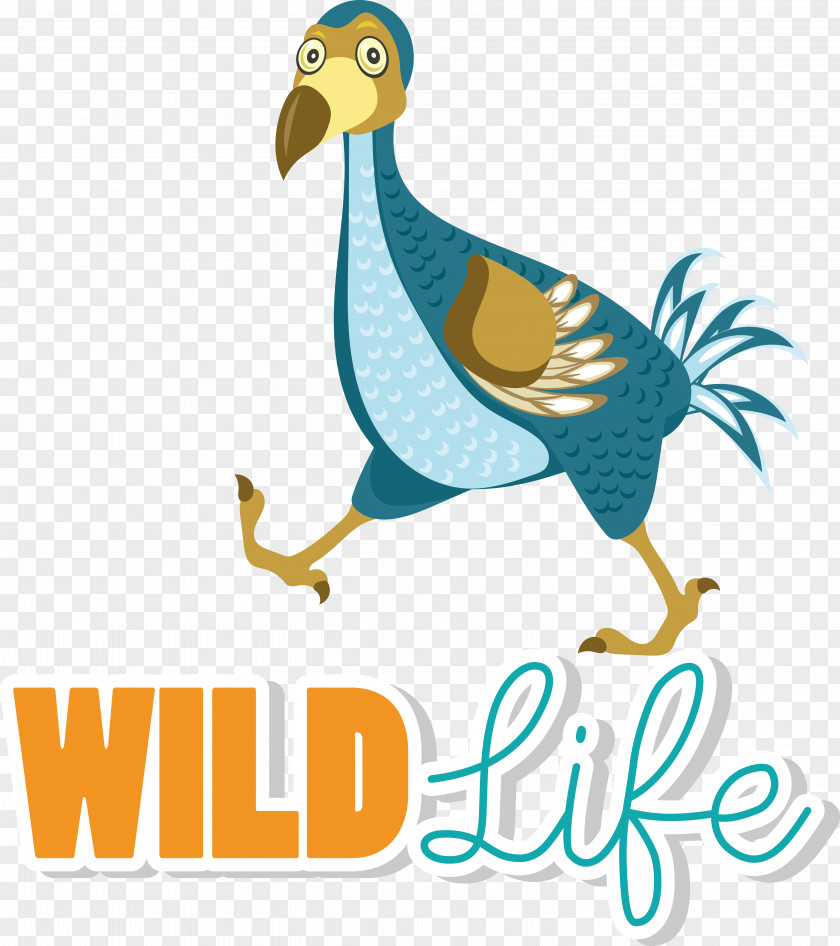 Fowl Beak Birds Duck Wildlife PNG