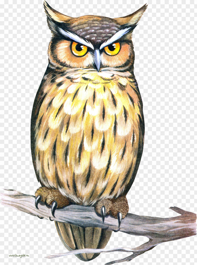 Japanese Rainbow Owl Bird Image Clip Art Drawing PNG