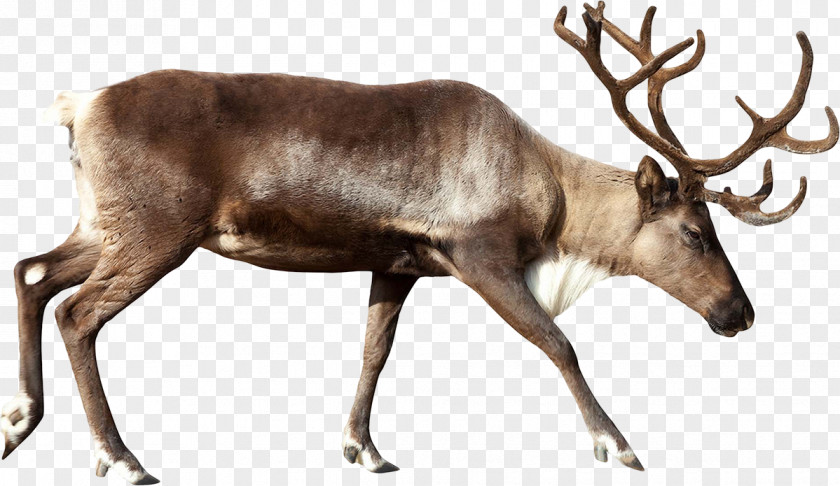 Reindeer Moose Rudolph Santa Claus PNG