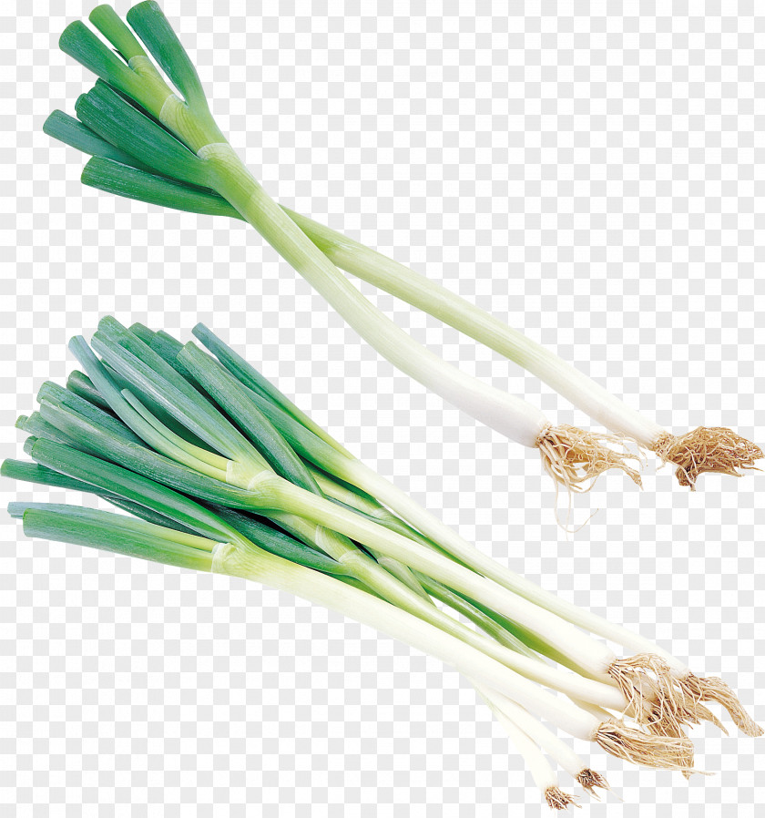 Onion Allium Fistulosum Vegetable Scallion PNG