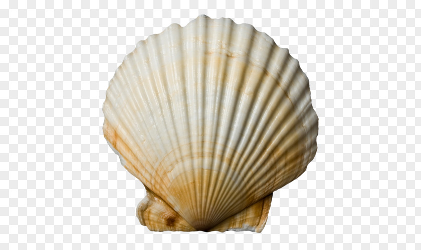 Seashell Cockle Conchology Molluscs PNG