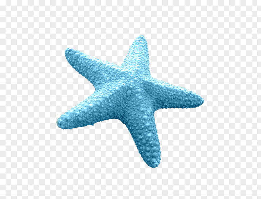 Starfish Blue Sea Star Euclidean Vector Invertebrate PNG