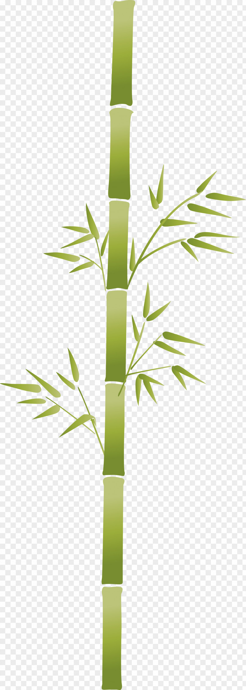 Bamboo Leaf PNG