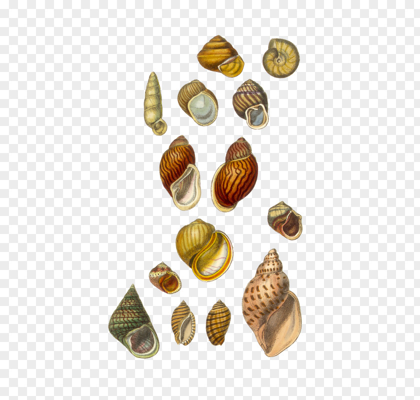 Conchology Seashell Cockle Collecting United Kingdom PNG