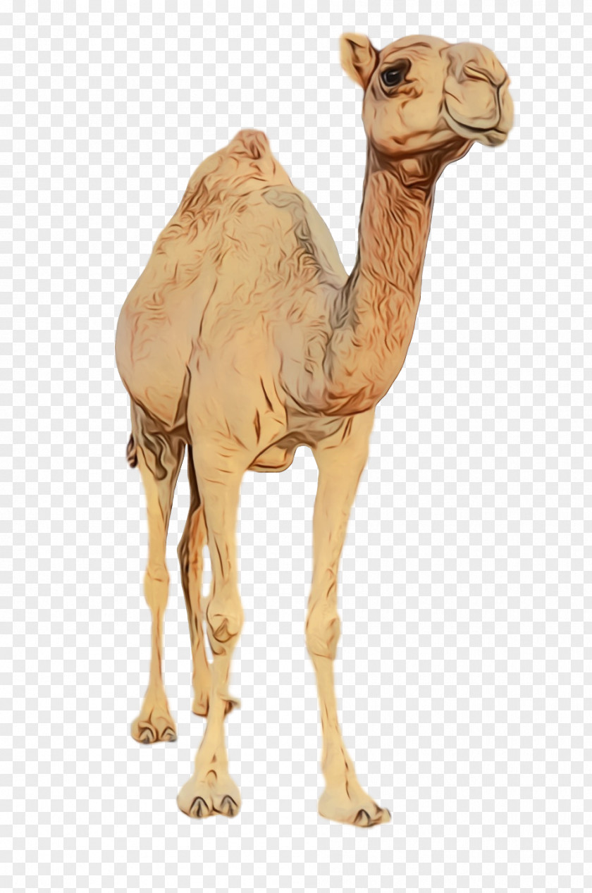 Dromedary Figurine Camels Science Biology PNG