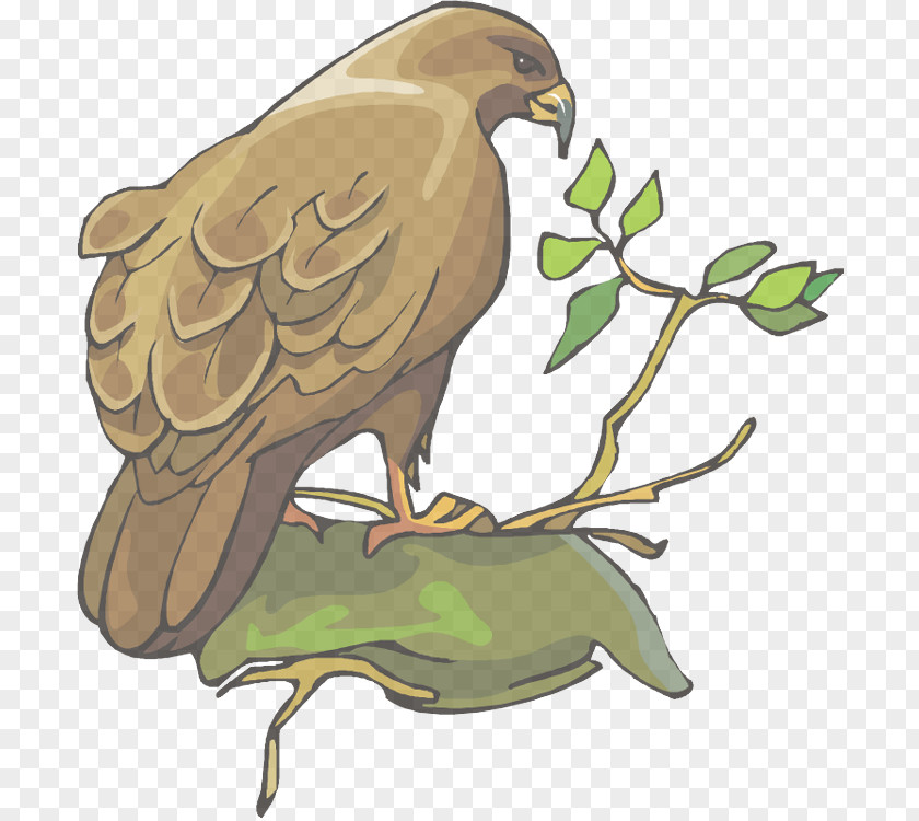 Falcon Hawk Bird Of Prey Kite Golden Eagle Beak PNG
