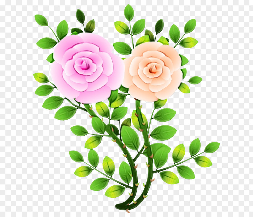 Garden Roses Cut Flowers Floral Design PNG