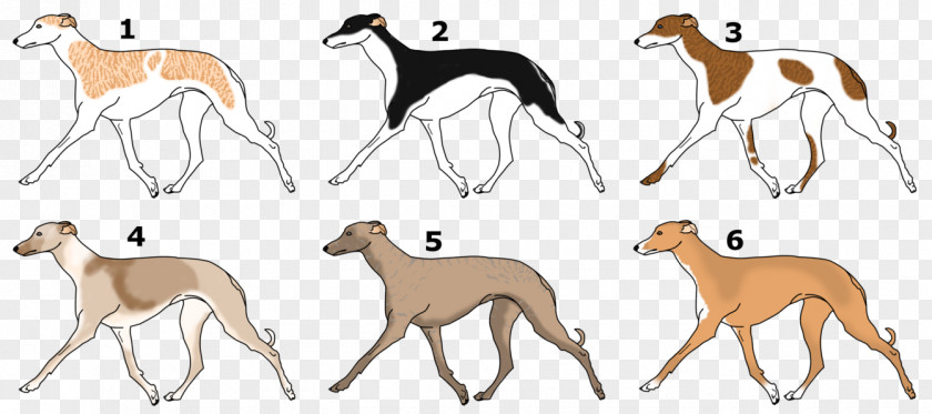 Greyhound Spanish Italian Sloughi Whippet PNG
