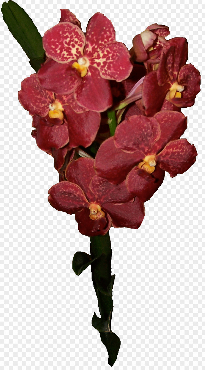 Orchids Flower Plant Ascocenda Singapore Orchid Moth PNG