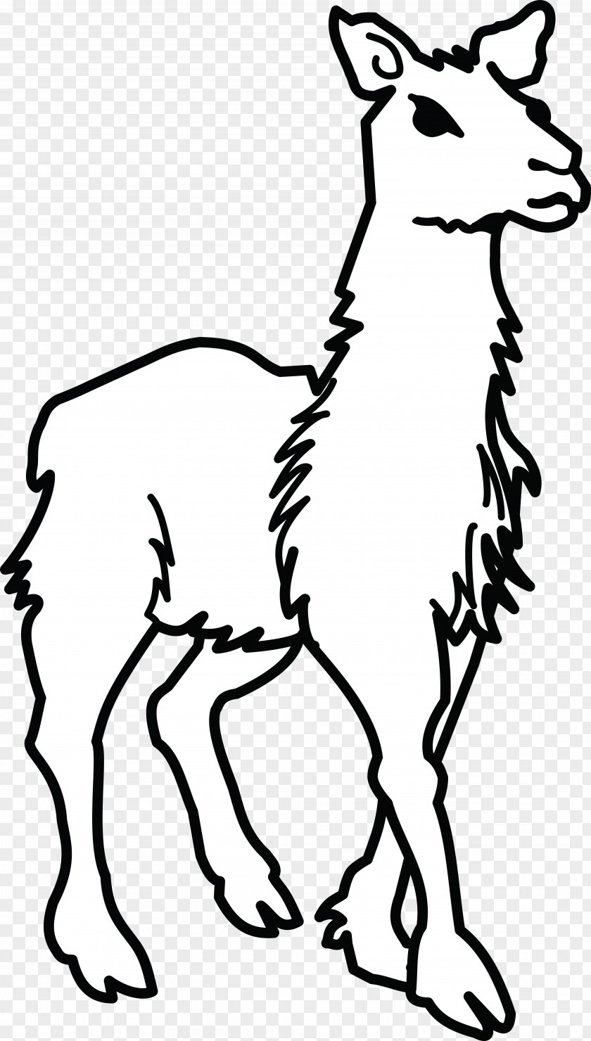 Alpaca Llama Clip Art PNG