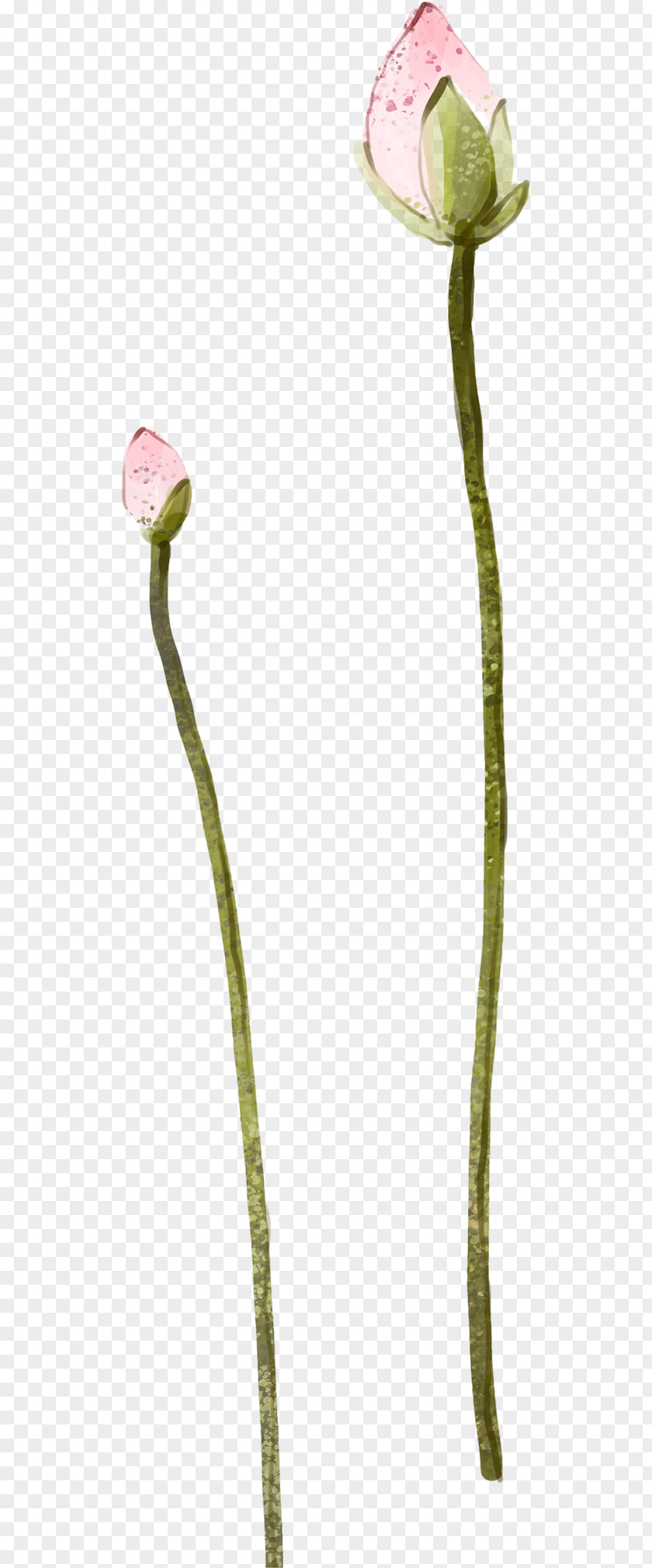 Antiquity Lotus Decoration Petal Plant Stem Flowering PNG