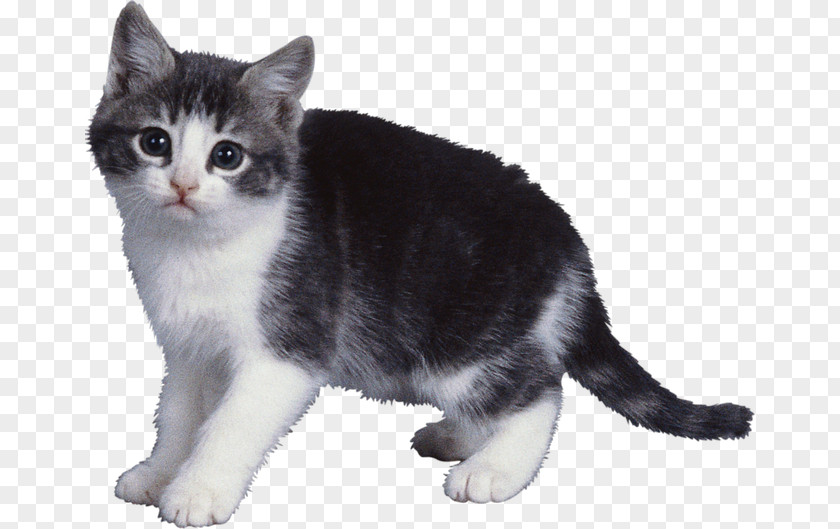 Cat Dog Kitten Animal Pet PNG