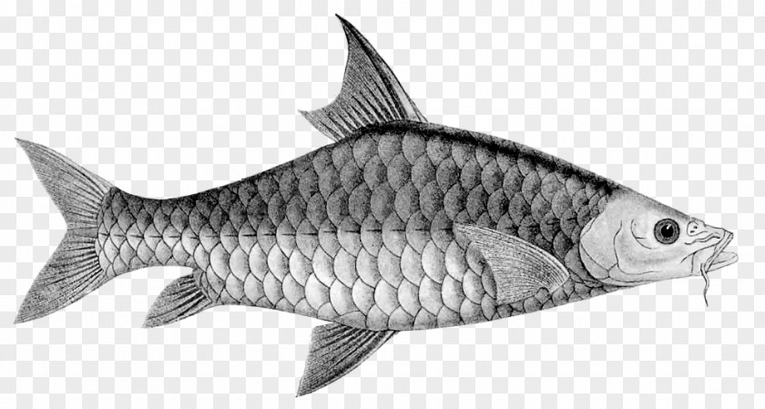 Fish Sardine Mahseer Carp Tor Khudree PNG
