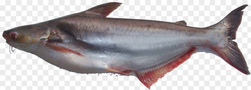 Kolam Ikan Iridescent Shark Fish Basa Food Clarias PNG